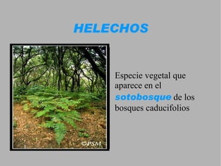 Su crecimiento es lento.  