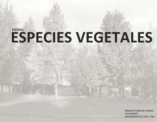 ESPECIES VEGETALES FICHAS:  ARQUITECTURA DEL PAISAJE LUIS GARCÉS UNIVERSIDAD DE CHILE - FAU 