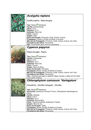 Acalypha reptans
Acalifa-rasteira , Rabo-de-gato.

Tipo: Planta ( Herbácea).
Família: Euphorbiaceae.
Altura: 0,2 m.
Diâmetro: 0,3 m.
Ambiente: Pleno Sol.
Clima: Tropical.
Origem: Índia.
Época de Floração: Primavera, Verão, Outono, Inverno.
Propagação: Estaquia, Divisão da planta ou touceira.
Mês (es) da Propagação: Primavera, Verão, Outono, Inverno, Ano Todo.
Persistência das folhas: Permanente.
Obs.: Encontrando apoio, torna-se ascendente
Cyperus papyrus
Papiro-do-egito , Papiro.

Tipo: Planta ( Herbácea).
Família: Cyperaceae.
Altura: 2,5 m.
Diâmetro: 2,5 m.
Ambiente: Pleno Sol.
Clima: Tropical.
Origem: Norte da África.
Época de Floração: Primavera.
Propagação: Mudas, Divisão da planta ou touceira.
Mês (es) da Propagação: Primavera, Verão, Outono, Inverno, Ano Todo.
Persistência das folhas: Permanente.
Obs.: Utilizadas para lagos e espelhos d'água, tanques, a pleno sol. Em solos
secos perde a beleza
Chlorophytum comosum ´Variegatum´
Gravatinha , Clorofito-variegado , Clorofito.

Tipo: Planta ( Herbácea).
Sinonímias: Anthericum comosum Thunb., Chlorophytum sternbergianum
Steud..
Família: Liliaceae.
Altura: 0,25 m.
Diâmetro: 0,5 m.
Ambiente: Meia-sombra.
Clima: Tropical de altitude, Subtropical, Tropical.
Origem: África do Sul.
Época de Floração: Verão.
Propagação: Mudas, Divisão da planta ou touceira.
Mês (es) da Propagação: Primavera, Verão, Outono, Inverno, Ano Todo.
Persistência das folhas: Permanente.
 