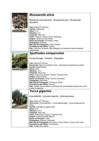 Mussaenda alicia
Mussenda-rosa-arbustiva , Mussaenda-rosa , Mussaenda-
arbustiva.

Tipo: Planta ( Arbusto).
Família: Rubiaceae.
Altura: 3 m.
Diâmetro: 2 m.
Ambiente: Pleno Sol.
Clima: Tropical, Tropical úmido, Equatorial.
Origem: América do Sul, Brasil.
Época de Floração: Primavera, Verão.
Propagação: Estaquia.
Mês (es) da Propagação: Verão, Outono.
Persistência das folhas: Caduca.
Obs.: As flores, amarelas, são protegidas por brácteas rosadas bastante
ornamentais.
Spathodea campanulata
Árvore-bisnaga , Tulipeira , Espatódea.

Tipo: Planta ( Árvore).
Sinonímias: Bignonia tulipifera Thonn., Sphatodea danckelmaniana Buttn.
Família: Bignoniaceae.
Altura: 20 m.
Diâmetro: 10 m.
Ambiente: Pleno Sol.
Clima: Tropical de altitude, Tropical, Tropical úmido.
Origem: África tropical.
Época de Floração: Verão, Outono, Primavera.
Propagação: Sementes.
Mês (es) da Propagação: Primavera, Verão.
Persistência das folhas: Caduca.
Obs.: Apesar de sua beleza, suas flores são consideradas tóxicas para vários
insetos e pássaros.
Yucca gigantea
Iuca-elefante , Iuca-sem-espinho , Vela-de-pureza ,.

Tipo: Planta ( Arbusto).
Sinonímias: Yucca aloifolia L., Yucca elephantipes., Yucca guatemalensis
Baker.
Família: Liliaceae (ou Agavaceae).
Altura: 6 m.
Diâmetro: 2,5 m.
Ambiente: Pleno Sol.
Clima: Subtropical, Tropical, Tropical úmido.
Origem: América Central, México.
Época de Floração: Verão.
Propagação: Estaquia, Sementes.
Mês (es) da Propagação: Primavera, Verão, Outono, Inverno, Ano Todo.
Persistência das folhas: Permanente.
Obs.: Tolera solos áridos.
 