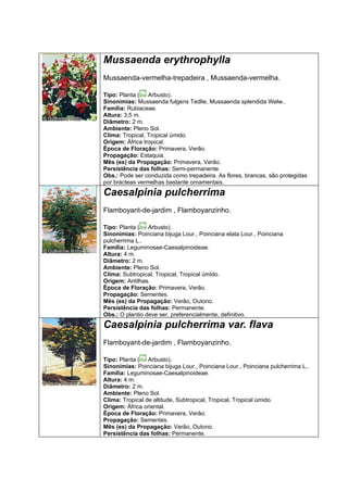 Mussaenda erythrophylla
Mussaenda-vermelha-trepadeira , Mussaenda-vermelha.

Tipo: Planta ( Arbusto).
Sinonímias: Mussaenda fulgens Tedlie, Mussaenda splendida Welw..
Família: Rubiaceae.
Altura: 3,5 m.
Diâmetro: 2 m.
Ambiente: Pleno Sol.
Clima: Tropical, Tropical úmido.
Origem: África tropical.
Época de Floração: Primavera, Verão.
Propagação: Estaquia.
Mês (es) da Propagação: Primavera, Verão.
Persistência das folhas: Semi-permanente.
Obs.: Pode ser conduzida como trepadeira. As flores, brancas, são protegidas
por brácteas vermelhas bastante ornamentais.
Caesalpinia pulcherrima
Flamboyant-de-jardim , Flamboyanzinho.

Tipo: Planta ( Arbusto).
Sinonímias: Poinciana bijuga Lour., Poinciana elata Lour., Poinciana
pulcherrima L..
Família: Leguminosae-Caesalpinoideae.
Altura: 4 m.
Diâmetro: 2 m.
Ambiente: Pleno Sol.
Clima: Subtropical, Tropical, Tropical úmido.
Origem: Antilhas.
Época de Floração: Primavera, Verão.
Propagação: Sementes.
Mês (es) da Propagação: Verão, Outono.
Persistência das folhas: Permanente.
Obs.: O plantio deve ser, preferencialmente, definitivo.
Caesalpinia pulcherrima var. flava
Flamboyant-de-jardim , Flamboyanzinho.

Tipo: Planta ( Arbusto).
Sinonímias: Poinciana bijuga Lour., Poinciana Lour., Poinciana pulcherrima L..
Família: Leguminosae-Caesalpinoideae.
Altura: 4 m.
Diâmetro: 2 m.
Ambiente: Pleno Sol.
Clima: Tropical de altitude, Subtropical, Tropical, Tropical úmido.
Origem: África oriental.
Época de Floração: Primavera, Verão.
Propagação: Sementes.
Mês (es) da Propagação: Verão, Outono.
Persistência das folhas: Permanente.
 