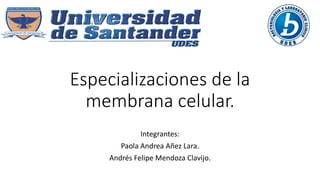 Especializaciones de la
membrana celular.
Integrantes:
Paola Andrea Añez Lara.
Andrés Felipe Mendoza Clavijo.
 