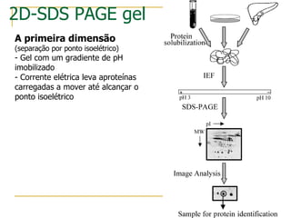 A primeira dimensão   (separação por ponto isoelétrico) - Gel com um gradiente de pH imobilizado - Corrente elétrica leva aproteínas carregadas a mover até alcançar o ponto isoelétrico  2D-SDS PAGE gel 