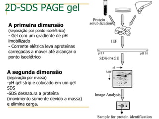A segunda dimensão   (separação por massa) -pH gel strip e colocado em um gel SDS -SDS desnatura a proteína (movimento somente devido a massa) e elimina carga. 2D-SDS PAGE gel A primeira dimensão   (separação por ponto isoelétrico) - Gel com um gradiente de pH imobilizado - Corrente elétrica leva aproteínas carregadas a mover até alcançar o ponto isoelétrico  