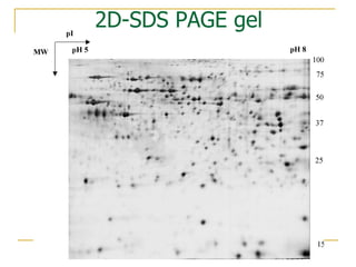 2D-SDS PAGE gel 