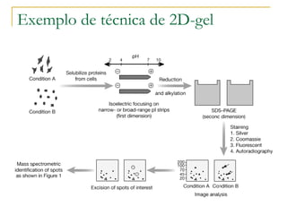 Exemplo de técnica de 2D-gel 