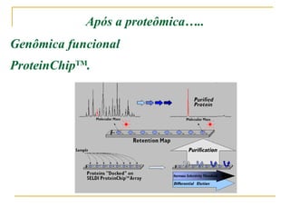 Após a proteômica….. Genômica funcional  ProteinChip TM . 