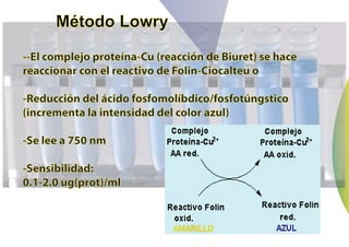 Método Lowry

--El complejo proteína-Cu (reacción de Biuret) se hace
reaccionar con el reactivo de Folin-Ciocalteu o

-Reducción del ácido fosfomolíbdico/fosfotúngstico
(incrementa la intensidad del color azul)

-Se lee a 750 nm

-Sensibilidad:
0.1-2.0 ug(prot)/ml
 