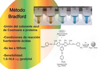 Método
   Bradford

-Unión del colorante azul
de Coomasie a proteína

-Condiciones de reacción
fuertemente ácidas

-Se lee a 595nm

-Sensibilidad:
1.0-10.0 ug (prot)/ml
 