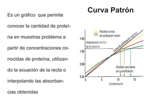 Curva Patrón
Es un gráfico que permite

conocer la cantidad de proteí-

na en muestras problema a

partir de concentraciones co-

nocidas de proteína, utilizan-

do la ecuación de la recta o

interpolando las absorban-

cias obtenidas
 