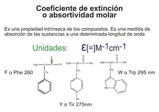 Coeficiente de extinción
              o absortividad molar
Es una propiedad intrínseca de los compuestos. Es una medida de
absorción de las sustancias a una determinada longitud de onda


            Unidades:            ε[=]M-1cm-1
F o Phe 260nm                                    W o Trp 295 nm




                       Y o Tir 275nm
 