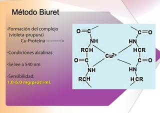 Método Biuret

-Formación del complejo
 (violeta-prupura)
       Cu-Proteína ---------->

-Condiciónes alcalinas

-Se lee a 540 nm

-Sensibilidad:
1.0-6.0 mg(prot)/ml.
 