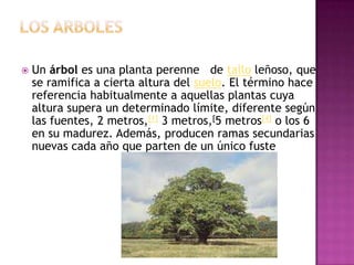    Un árbol es una planta perenne de tallo leñoso, que
    se ramifica a cierta altura del suelo. El término hace
    referencia habitualmente a aquellas plantas cuya
    altura supera un determinado límite, diferente según
    las fuentes, 2 metros,[1] 3 metros,[5 metros[4] o los 6
    en su madurez. Además, producen ramas secundarias
    nuevas cada año que parten de un único fuste
 