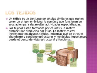    Un tejido es un conjunto de células similares que suelen
    tener un origen embrionario común y que funcionan en
    asociación para desarrollar actividades especializadas.
   Los tejidos están formados por células y la matriz
    extracelular producida por ellas. La matriz es casi
    inexistente en algunos tejidos, mientras que en otros es
    abundante y contiene estructuras y moléculas importantes
    desde el punto de vista estructural y funcional.
 