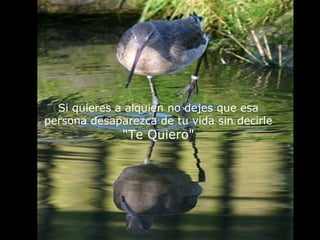 Si quieres a alquien no dejes que esa
persona desaparezca de tu vida sin decirle
"Te Quiero"
 