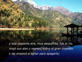 y una pequeña ave, muy pequeñita, fue al río, 
mojó sus alas y regresó sobre el gran incendio 
y las empezó a agitar para apagarlo; 
 
 