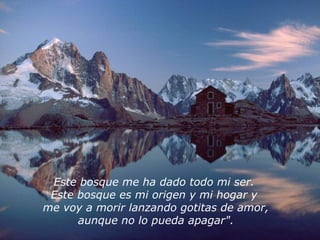 Este bosque me ha dado todo mi ser.
Este bosque es mi origen y mi hogar y
me voy a morir lanzando gotitas de amor,
aunque no lo pueda apagar".
 