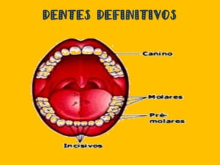 DENTES DEFINITIVOS
 