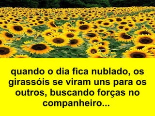 quando o dia fica nublado, os girassóis se viram uns para os outros, buscando forças no companheiro...   
