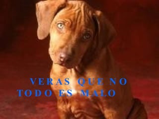 VERAS QUE NO TODO ES MALO   