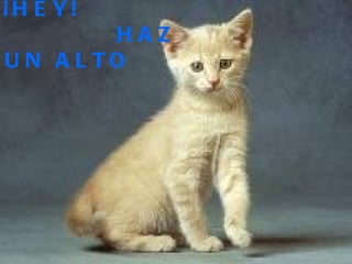 ¡HEY! HAZ UN ALTO