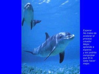 Esperar No trates de acelerar el proceso creador  Mejor, aprende a esperar,  y así podrás comprobar que El lo sabe hacer mejor.   