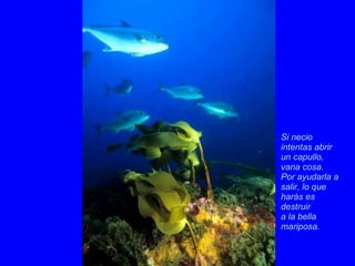 Si necio intentas abrir un capullo, vana cosa.  Por ayudarla a salir, lo que harás es destruir  a la bella mariposa.  