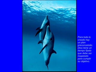 Para todo lo creado hay  un plan preconcebido.  Dios tiene un tiempo fijado que debe ser respetado  para cumplir  su objetivo.  