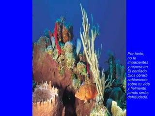 Por tanto, no te impacientes y espera en El confiado.  Dios obrará sabiamente sobre tu vida y fielmente  jamás serás defraudado.   