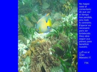 No hagas caso al comentario de que así  el tiempo  has perdido,  sino todo lo contrario.  Esperar es necesario  para ser fortalecido. Dios obra según sus planes para beneficio nuestro. ¡¡¡Él es el Gran  Maestro !!!. FIN 