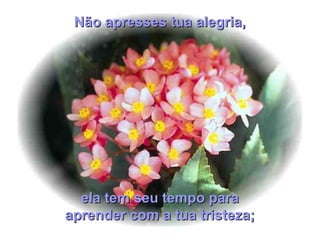 ela tem seu tempo paraela tem seu tempo para
aprender com a tua tristeza;aprender com a tua tristeza;
Não apresses tua alegria,Não apresses tua alegria,
 