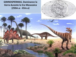 GIMNOSPERMAS. Dominaron la
tierra durante la Era Mesozoica
(250m.a - 65m.a)
 