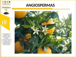 ANGIOSPERMAS
 