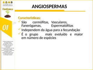 ANGIOSPERMAS
Características:
São cormófitas, Vasculares,
Fanerógamas, Espermatófitas
Independem da água para a fecundação
É o grupo mais evoluído e maior
em número de espécies
 