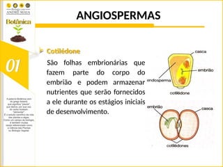 ANGIOSPERMAS
 Cotilédone
São folhas embrionárias que
do
fazem parte do corpo
embrião e podem armazenar
nutrientes que serão fornecidos
a ele durante os estágios iniciais
de desenvolvimento.
 