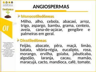 ANGIOSPERMAS
Monocotiledôneas
Milho, alho, cebola, abacaxi, arroz,
trigo, aspargo, bambu, grama, centeio,
aveia, cana-de-açúcar, gengibre e
palmeiras em geral.
Dicotiledôneas
Feijão, abacate, pêra, maçã, limão,
batata, vitória-régia, eucalipto, rosa,
morango, ervilha, goiaba, jabuticaba,
algodão, laranja, cacau, mamão,
maracujá, cacto, mandioca, café, tomate.
 