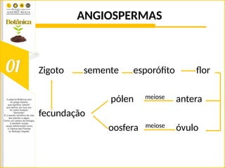 ANGIOSPERMAS
Zigoto semente esporófito flor
pólen meiose antera
fecundação
oosfera meiose óvulo
 