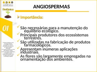 ANGIOSPERMAS
Importância:
São necessárias para a manutenção do
equilíbrio ecológico.
Principais produtores dos ecossistemas
terrestres.
São utilizadas na fabricação de produtos
farmacológicos.
Apresentam inúmeras aplicações
industriais.
As flores são largamente empregadas na
ornamentação dos ambientes.
 