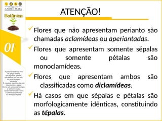 ATENÇÃO!
Flores que não apresentam perianto são
chamadas aclamídeas ou aperiantadas.
Flores que apresentam somente sépalas
ou somente pétalas são
monoclamídeas.
Flores que apresentam ambos são
classificadas como diclamídeas.
Há casos em que sépalas e pétalas são
morfologicamente idênticas, constituindo
as tépalas.
 