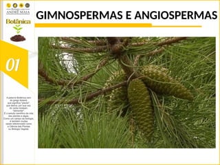 GIMNOSPERMAS E ANGIOSPERMAS
 