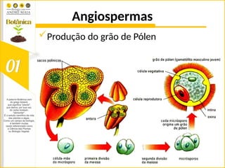 Angiospermas
Produção do grão de Pólen
 