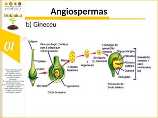 Angiospermas
b) Gineceu
 