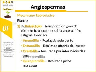 Angiospermas
Mecanismo Reprodutivo
Etapas:
1) Polinização - Transporte do grão de
pólen (micrósporo) desde a antera até o
estigma. Pode ser:
- Anemófila – Realizada pelo vento
- Entomófila – Realizada através de insetos
- Ornitófila – Realizada por intermédio das
aves
- Quiropterófila – Realizada pelos
morcegos
 