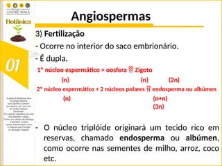 Angiospermas
3) Fertilização
- Ocorre no interior do saco embrionário.
- É dupla.
1º núcleo espermático + oosfera  Zigoto
(n) (n) (2n)
2º núcleo espermático + 2 núcleos polares  endosperma ou albúmen
(n) (n+n)
(3n)
- O núcleo triplóide originará um tecido rico em
reservas, chamado endosperma ou albúmen,
como ocorre nas sementes de milho, arroz, coco
etc.
 