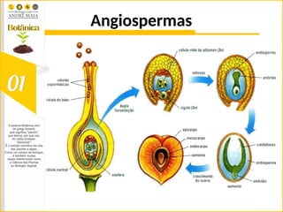 Angiospermas
 