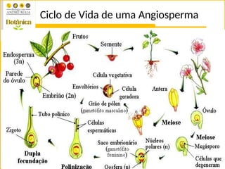 Ciclo de Vida de uma Angiosperma
 