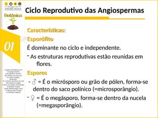 Ciclo Reprodutivo das Angiospermas
Características:
Esporófito
É dominante no ciclo e independente.
- As estruturas reprodutivas estão reunidas em
flores.
Esporos
- ♂ = É o micrósporo ou grão de pólen, forma-se
dentro do saco polínico (=microsporângio).
- ♀ = É o megásporo, forma-se dentro da nucela
(=megasporângio).
 