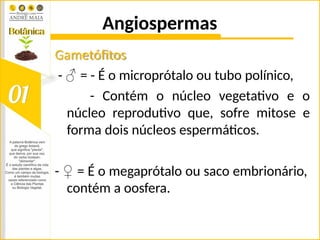 Angiospermas
Gametófitos
- ♂ = - É o microprótalo ou tubo polínico,
- Contém o núcleo vegetativo e o
núcleo reprodutivo que, sofre mitose e
forma dois núcleos espermáticos.
- ♀ = É o megaprótalo ou saco embrionário,
contém a oosfera.
 