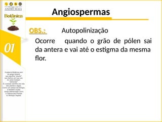 Angiospermas
OBS.: Autopolinização
Ocorre quando o grão de pólen sai
da antera e vai até o estigma da mesma
flor.
 