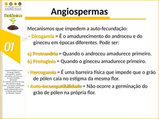 Angiospermas
Mecanismos que impedem a auto-fecundação:
- Dicogamia = É o amadurecimento do androceu e do
gineceu em épocas diferentes. Pode ser:
a) Protrandria = Quando o androceu amadurece primeiro.
b) Protoginia = Quando o gineceu amadurece primeiro.
- Hercogamia = É uma barreira física que impede que o grão
de pólen caia no estigma da mesma flor.
- Auto-incompatibilidade = Não ocorre a germinação do
grão de pólen na própria flor.
 